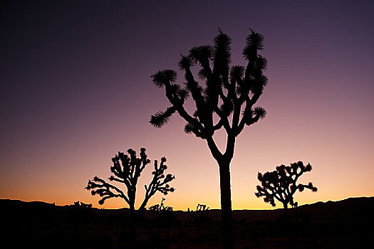 加利福尼亚,约书亚树国家公园,剪影,约书亚树,日落