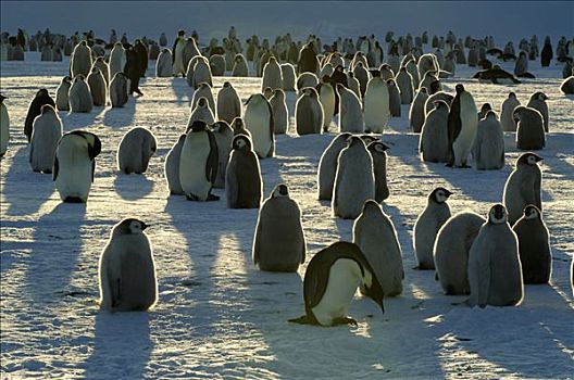 帝企鹅,生物群,南极