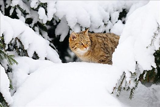 野猫科动物,斑貓,积雪,枝条,巴伐利亚,德国