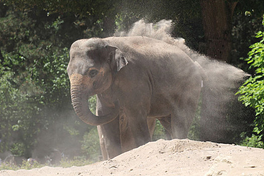 亚洲象,灰尘,沐浴,象属