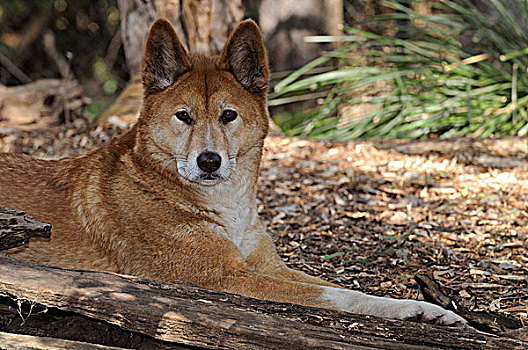 澳洲野狗,狗,北领地州,澳大利亚