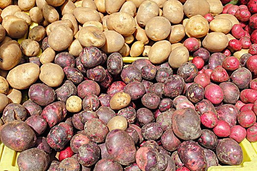 土豆,品种,展示