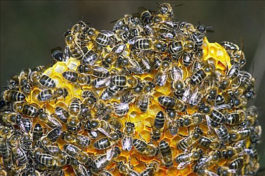 蜜蜂,意大利蜂,蜂窝
