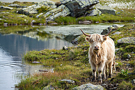 苏格兰,高原牛,高山牧场,提洛尔,奥地利,欧洲