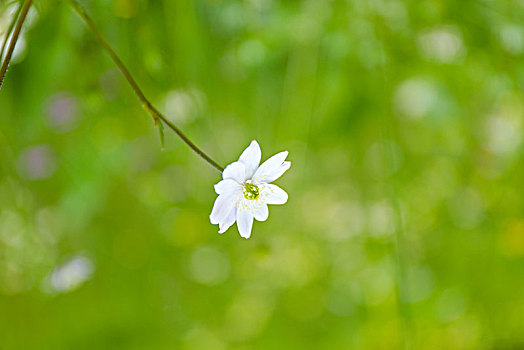 格桑花特写