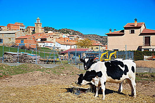 乡村,母牛,放牧,阿巴拉钦酒店,特鲁埃尔,西班牙