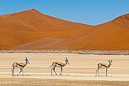 索苏维来地区,诺克路福国家公园,纳米布沙漠,纳米比亚