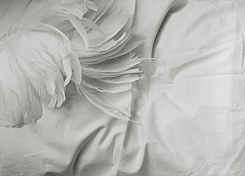 白色,羽毛,枕头