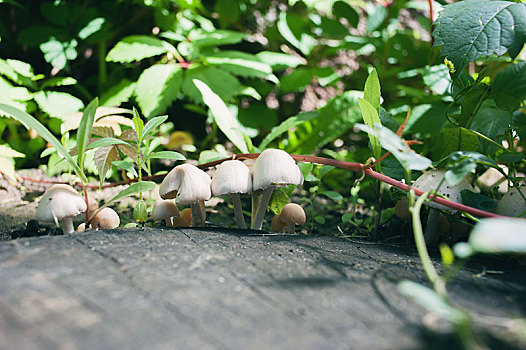 蘑菇,树桩,背景,绿叶,特写