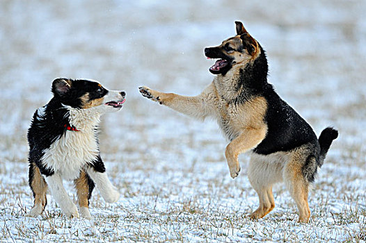 澳洲牧羊犬,德国牧羊犬,玩,牧场,雪中