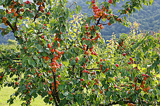 成熟,杏子,杏,树,樱桃属,多瑙河,瓦绍,下奥地利州,奥地利,欧洲