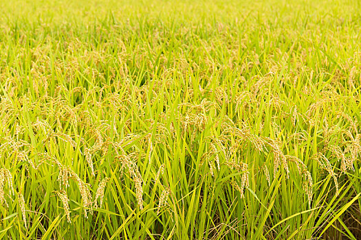 绿色,稻田,农场