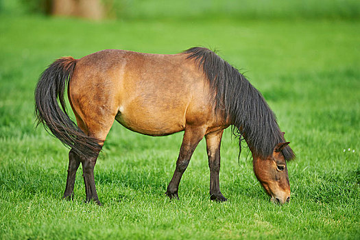 褐色,小马,马,放牧,草场,德国,欧洲