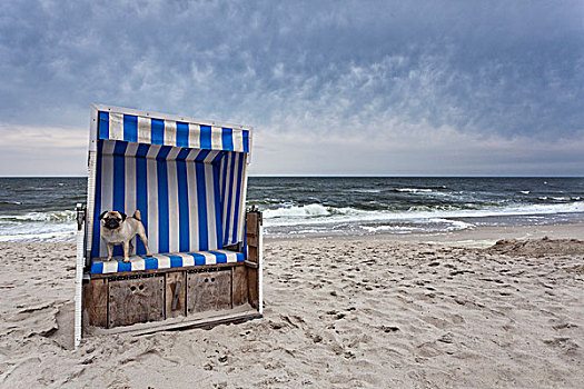 哈巴狗,带篷沙滩椅,石荷州,德国,欧洲