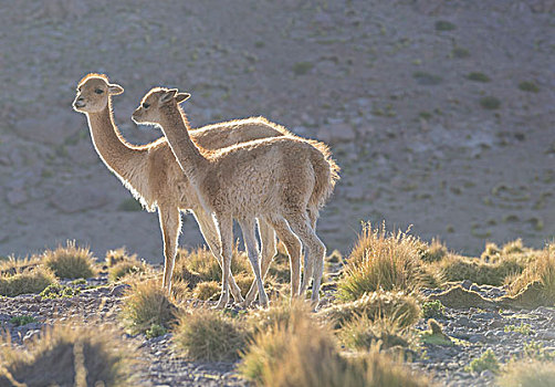 小羊驼,高地,佩特罗,阿塔卡马沙漠,安托法加斯塔大区,智利,南美