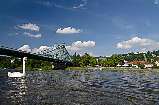 桥,河,德累斯顿,萨克森,德国,欧洲