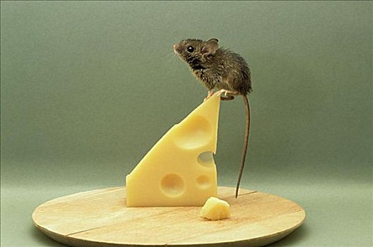 老鼠,平衡性,奶酪