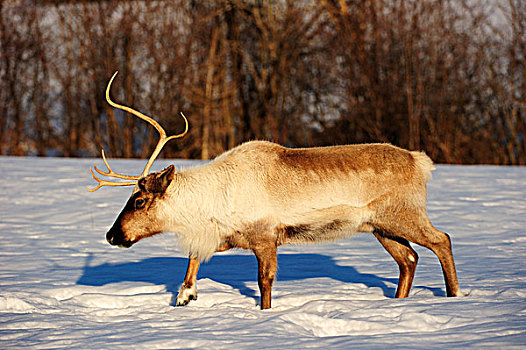 北美驯鹿,跋涉,雪,寻找,食物,加拿大