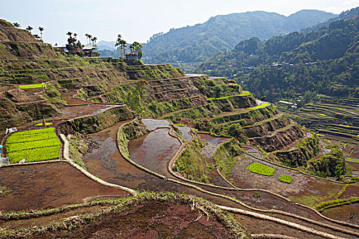 风景,靠近,巴纳韦,著名,古老,稻米梯田,山脉,区域,北方,吕宋岛,菲律宾