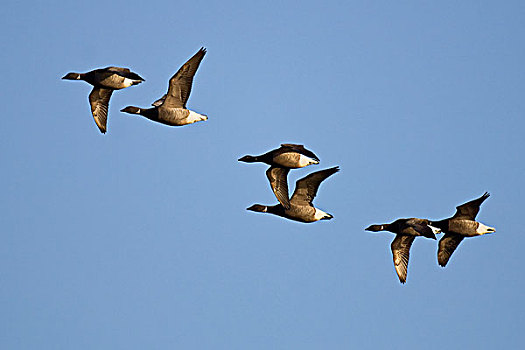 黑雁,成群,飞,特塞尔,荷兰