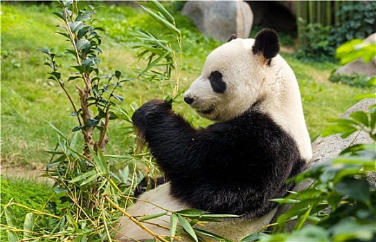 饥饿,大熊猫,熊,吃,竹子