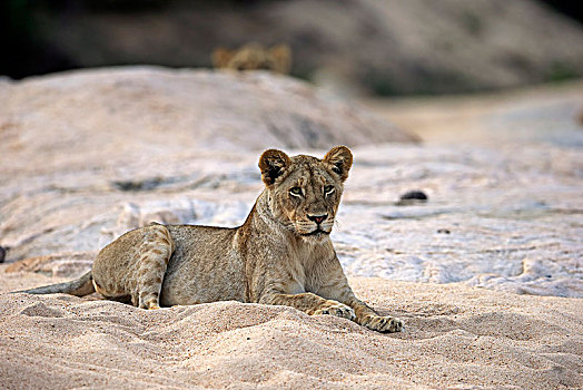 狮子,成年,女性,休息,卧,看,干枯河床,沙子,禁猎区,克鲁格国家公园,南非,非洲