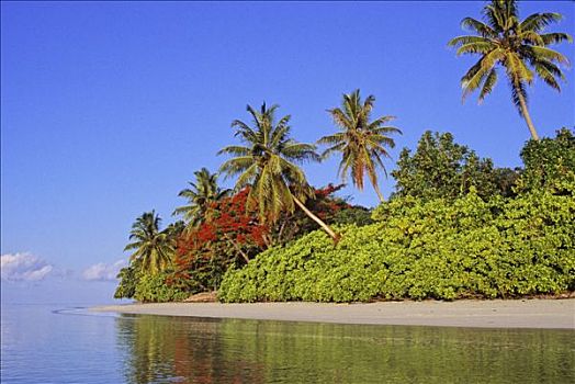 塞锡尔群岛,普拉兰岛,海滩,植被