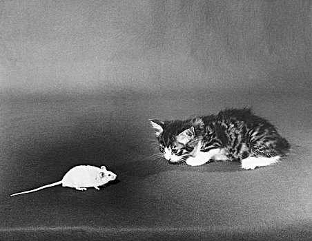 老鼠,正面,小猫