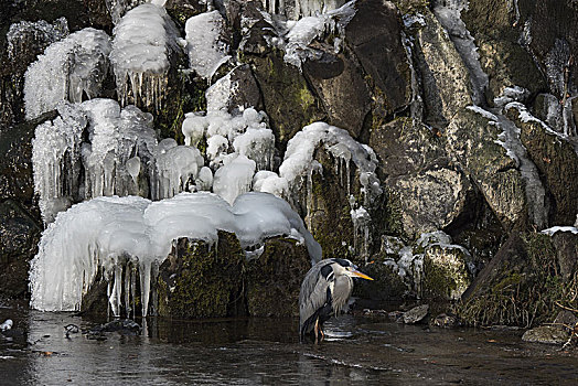苍鹭,站在水中,正面,冰,瀑布,卡塞尔,黑森州,德国,欧洲