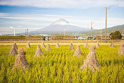 稻田,正面,山,富士山,本州,日本