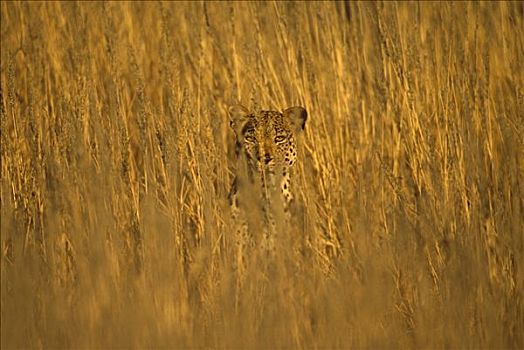豹,成年,凝视,高草,卡拉哈迪大羚羊国家公园,南非