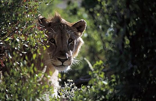 狮子,雌性,哺乳动物,埃托沙国家公园,纳米比亚,非洲,动物