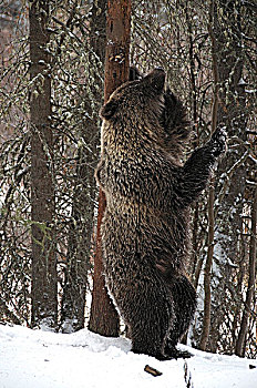 大灰熊,棕熊,擦,树干,气味,捕鱼,枝条,河,生态,自然保护区,育空地区,加拿大
