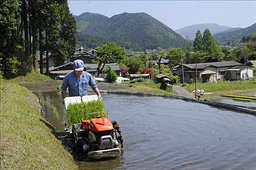 日本,稻米,农民,机器,洪水,稻米梯田,靠近,京都,亚洲
