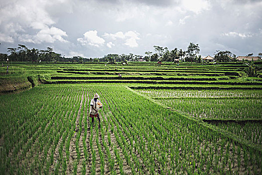 稻田,农民,地点