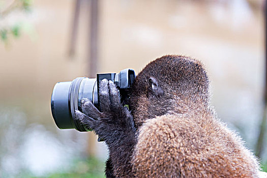 猴子,拍照