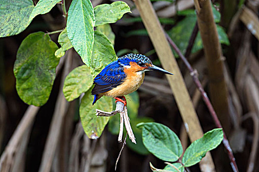 马达加斯加,翠鸟