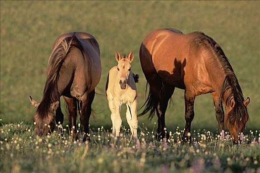 马,母马,小马,家族,带,放牧,蒙大拿