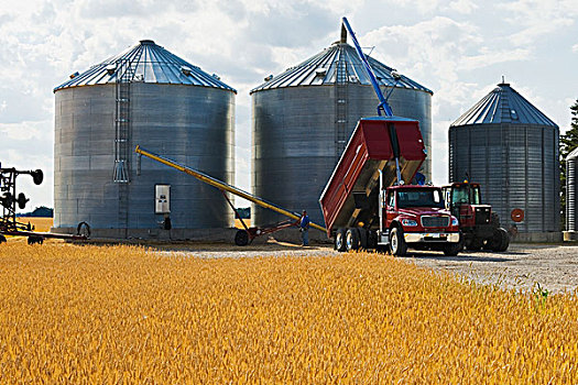 收获,大麦,谷仓,麦田,前景,靠近,曼尼托巴,加拿大
