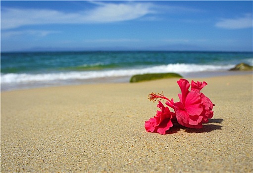 热带沙滩,花