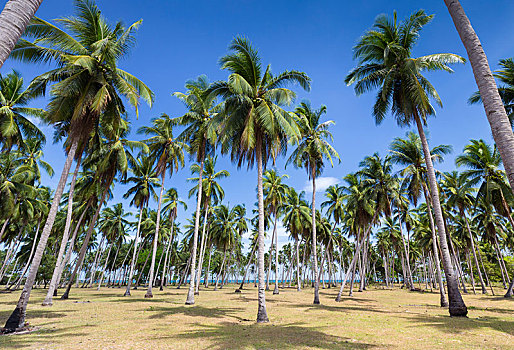 棕榈树,海滩,巴拉望岛,岛屿