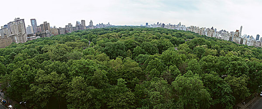 美国,纽约,中央公园,树梢,天际线,背景,全景
