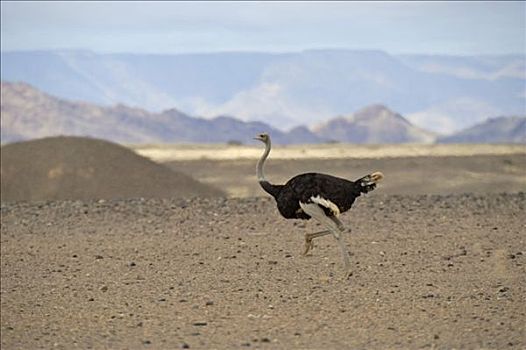 鸵鸟,鸵鸟属,纳米布沙漠,峡谷,纳米比亚共和国,非洲