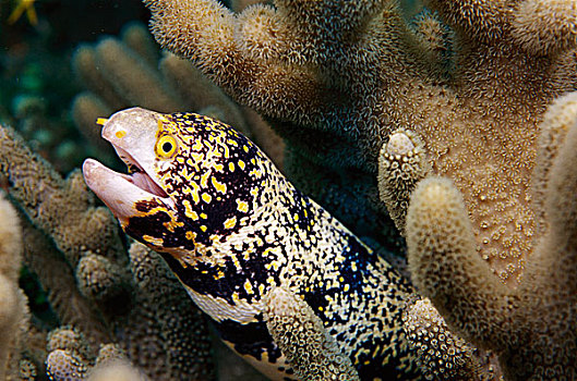 海鳗,巴布亚新几内亚