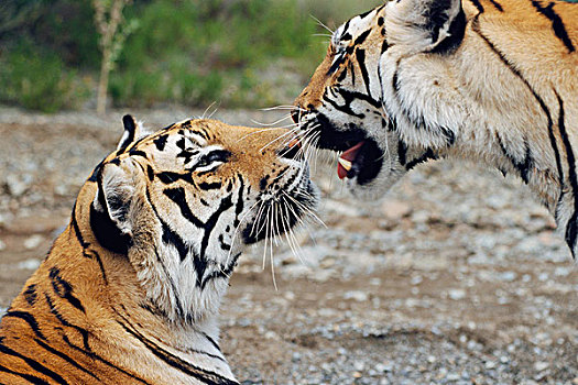 虎,接触,鼻子