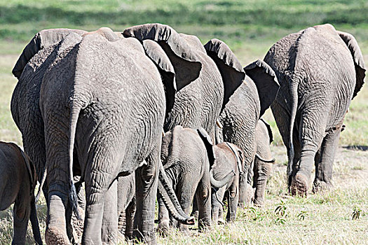 非洲,灌木,大象,非洲象,家庭,牧群,安伯塞利国家公园,肯尼亚