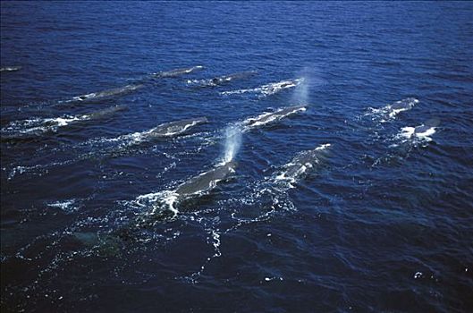 抹香鲸,平面,加拉帕戈斯群岛,厄瓜多尔