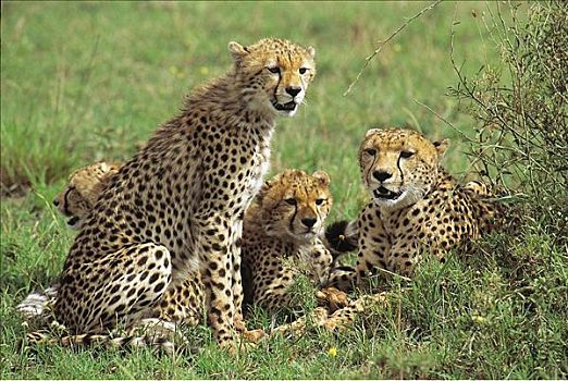 印度豹,小动物,猎豹,哺乳动物,马赛马拉,肯尼亚,非洲,动物