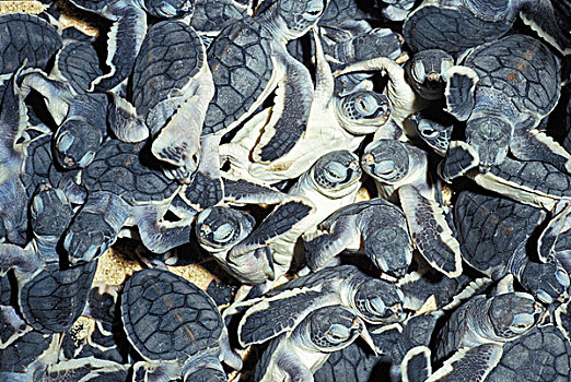 绿海龟,龟类,幼仔,孵卵所