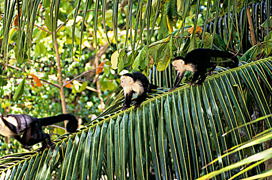 哥斯达黎加,曼纽尔安东尼奥国家公园,雨林,猴子